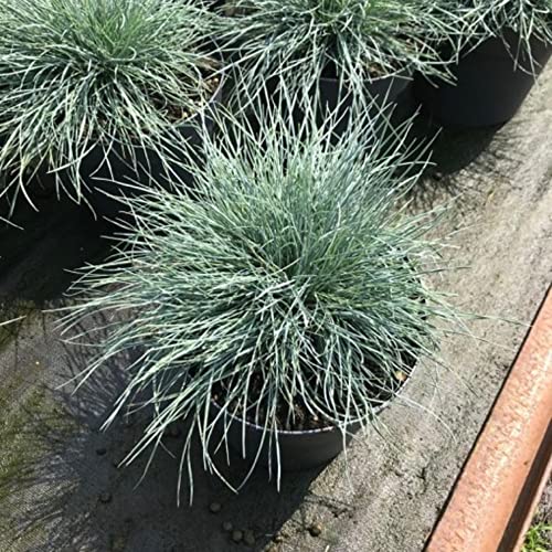 CHUXAY GARDEN Festuca Glauca-Blue Fescue Grass 50 Seeds All Season Ornamental Grass Seed