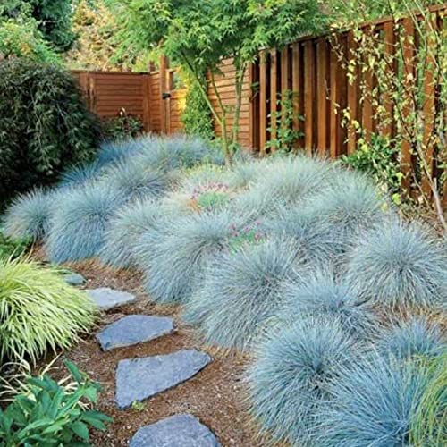 CHUXAY GARDEN Festuca Glauca-Blue Fescue Grass 50 Seeds All Season Ornamental Grass Seed