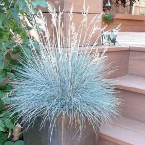 CHUXAY GARDEN Festuca Glauca-Blue Fescue Grass 50 Seeds All Season Ornamental Grass Seed