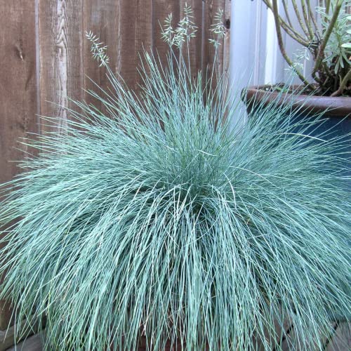 CHUXAY GARDEN Festuca Glauca-Blue Fescue Grass 50 Seeds All Season Ornamental Grass Seed