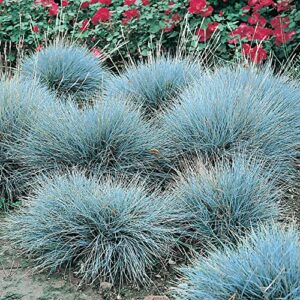 CHUXAY GARDEN Festuca Glauca-Blue Fescue Grass 50 Seeds All Season Ornamental Grass Seed