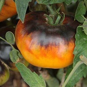 CHUXAY GARDEN Lucid Gem Tomato Seed 10 Seeds Blood Fruit Small Shrub Edible Cook Fruit Great Vegetable Gardening Gifts