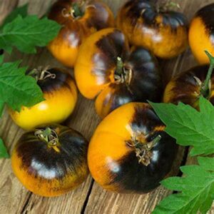 CHUXAY GARDEN Lucid Gem Tomato Seed 10 Seeds Blood Fruit Small Shrub Edible Cook Fruit Great Vegetable Gardening Gifts