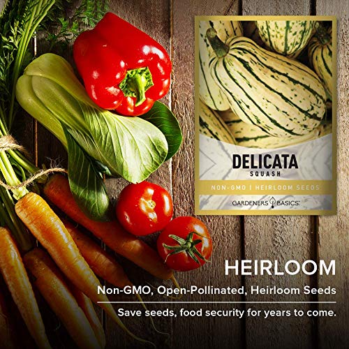 Delicata Squash Seeds for Planting - Winter Squash Heirloom, Non-GMO Vegetable Squash Variety- 3 Grams Seeds Great for Summer Garden by Gardeners Basics