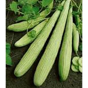armenian yard long cucumbers seeds (20+ seeds) | non gmo | vegetable fruit herb flower seeds for planting | home garden greenhouse pack