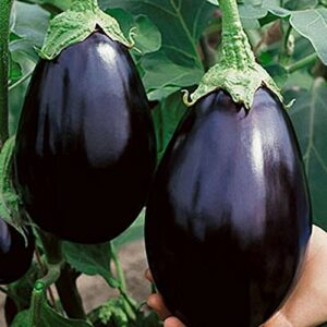 500 black beauty eggplant seeds for planting heirloom non-gmo 2.5+ grams of seeds garden vegetable bulk survival