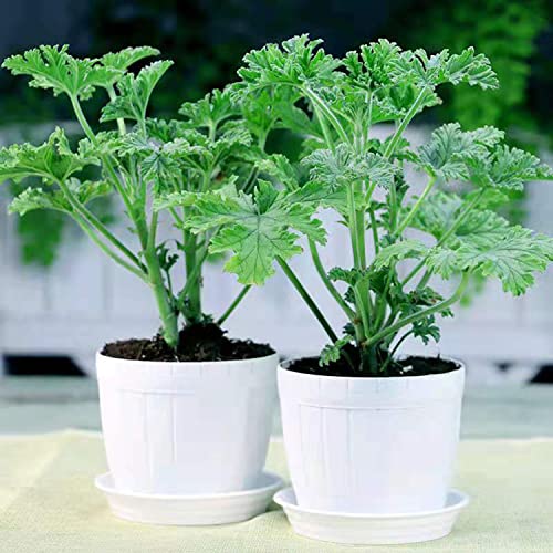 200 Pcs Citronella Plant Seeds Garden Home Plant Seeds