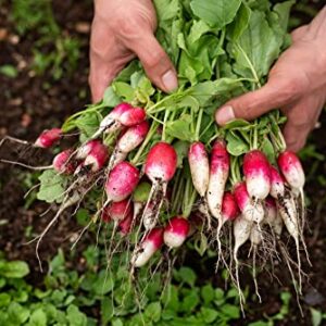 French Breakfast Radish Seeds for Planting, 200+ Heirloom Seeds Per Packet, (Isla's Garden Seeds), Non GMO Seeds, Botanical Name: Raphanus sativus, Great Home Garden Gift