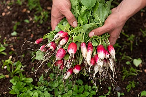 French Breakfast Radish Seeds for Planting, 200+ Heirloom Seeds Per Packet, (Isla's Garden Seeds), Non GMO Seeds, Botanical Name: Raphanus sativus, Great Home Garden Gift