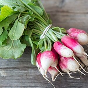 French Breakfast Radish Seeds for Planting, 200+ Heirloom Seeds Per Packet, (Isla's Garden Seeds), Non GMO Seeds, Botanical Name: Raphanus sativus, Great Home Garden Gift