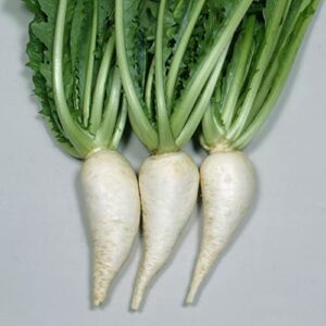turnip seeds – sugukina – 3 g packet ~975 seeds – non-gmo, heirloom – asian garden vegetable & microgreens
