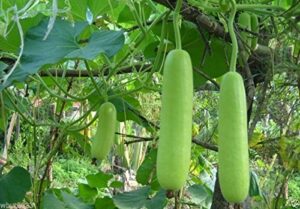 bottle gourd seeds, nam tao yao (asian vegetable) grows 12″ long and 2.5 pounds.