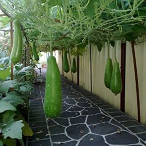 Bottle gourd Seeds, Nam Tao Yao (Asian vegetable) grows 12" long and 2.5 pounds.