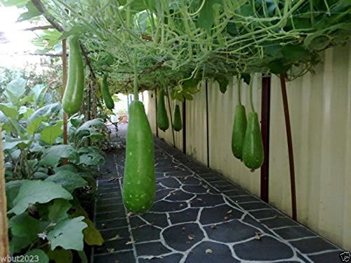 Bottle gourd Seeds, Nam Tao Yao (Asian vegetable) grows 12" long and 2.5 pounds.