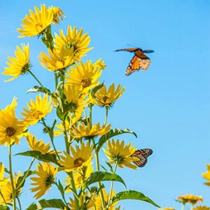 swamp narrowleaf sunflower clumping native wildflower meadow, 100+ premium heirloom seeds, perennial, easy to grow, attracts pollinators-qauzuy garden-