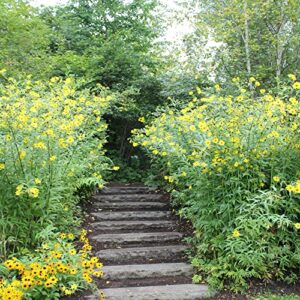 Swamp Narrowleaf Sunflower Clumping Native Wildflower Meadow, 100+ Premium Heirloom Seeds, Perennial, Easy to Grow, Attracts Pollinators-QAUZUY GARDEN-