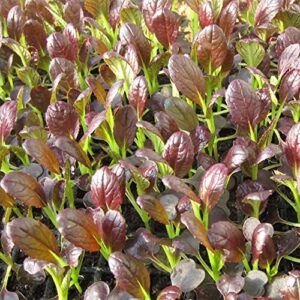 cabbage seeds – pak choi – purple shanghai – hybrid – 2 g packet ~300 seeds – non-gmo, f1 hybrid – asian garden vegetable