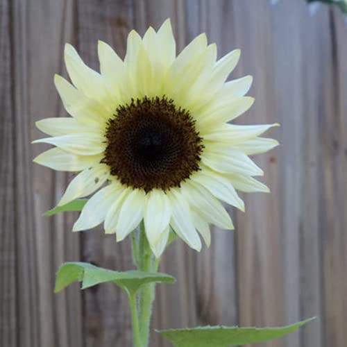 CHUXAY GARDEN 50 Seeds Helianthus annuus 'Valentine',Common Sunflower,Vanilla Ice Sunflower Yellow Black Lovely Flowers Grows in Garden and pots Decorative Garden