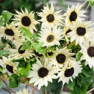 CHUXAY GARDEN 50 Seeds Helianthus annuus 'Valentine',Common Sunflower,Vanilla Ice Sunflower Yellow Black Lovely Flowers Grows in Garden and pots Decorative Garden