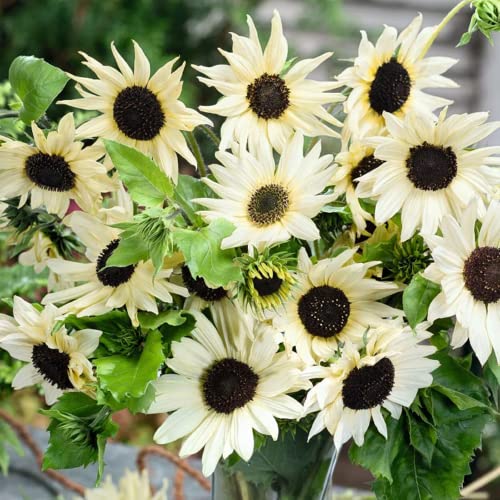 CHUXAY GARDEN 50 Seeds Helianthus annuus 'Valentine',Common Sunflower,Vanilla Ice Sunflower Yellow Black Lovely Flowers Grows in Garden and pots Decorative Garden