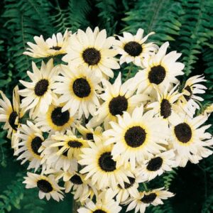 CHUXAY GARDEN 50 Seeds Helianthus annuus 'Valentine',Common Sunflower,Vanilla Ice Sunflower Yellow Black Lovely Flowers Grows in Garden and pots Decorative Garden