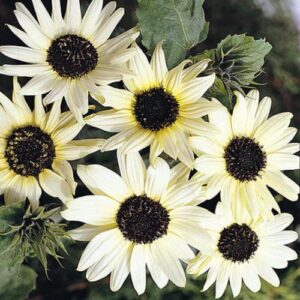 CHUXAY GARDEN 50 Seeds Helianthus annuus 'Valentine',Common Sunflower,Vanilla Ice Sunflower Yellow Black Lovely Flowers Grows in Garden and pots Decorative Garden