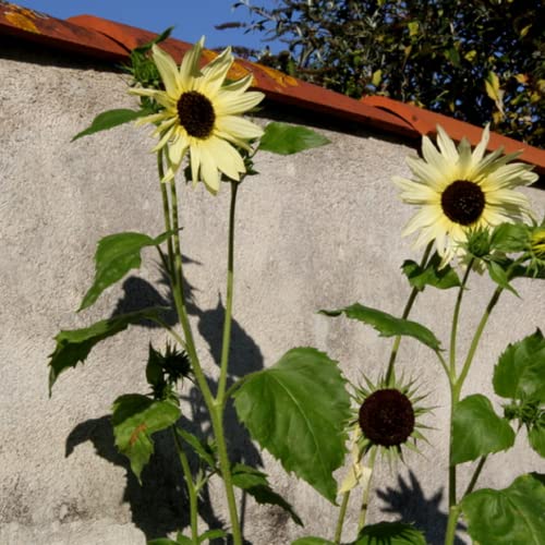 CHUXAY GARDEN 50 Seeds Helianthus annuus 'Valentine',Common Sunflower,Vanilla Ice Sunflower Yellow Black Lovely Flowers Grows in Garden and pots Decorative Garden
