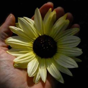 CHUXAY GARDEN 50 Seeds Helianthus annuus 'Valentine',Common Sunflower,Vanilla Ice Sunflower Yellow Black Lovely Flowers Grows in Garden and pots Decorative Garden