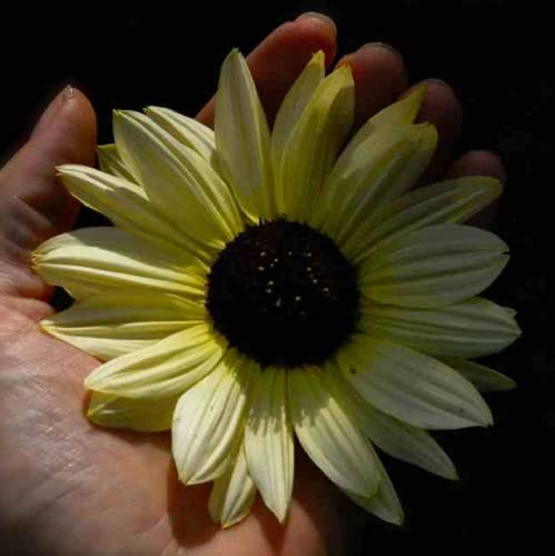 CHUXAY GARDEN 50 Seeds Helianthus annuus 'Valentine',Common Sunflower,Vanilla Ice Sunflower Yellow Black Lovely Flowers Grows in Garden and pots Decorative Garden