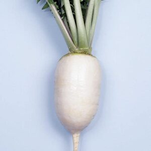 hot radish seeds – karaine – hybrid – 1 g packet ~90 seeds – non-gmo, f1 hybrid – asian garden vegetable