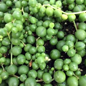 Hirt's Gardens String of Pearls - 6" Hanging Basket - Senecio - Easy to Grow