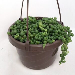 Hirt's Gardens String of Pearls - 6" Hanging Basket - Senecio - Easy to Grow