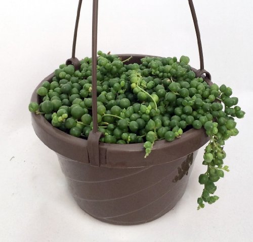 Hirt's Gardens String of Pearls - 6" Hanging Basket - Senecio - Easy to Grow