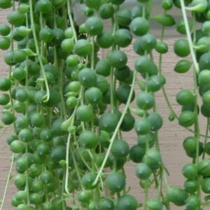 Hirt's Gardens String of Pearls - 6" Hanging Basket - Senecio - Easy to Grow