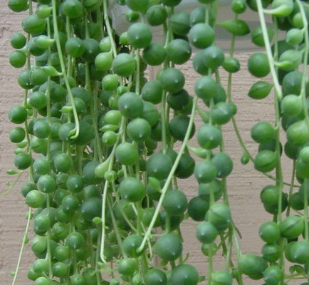 Hirt's Gardens String of Pearls - 6" Hanging Basket - Senecio - Easy to Grow