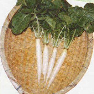 radish seeds – iwai daikon – 2 g packet ~180 seeds – non-gmo, heirloom – asian garden vegetable & microgreens
