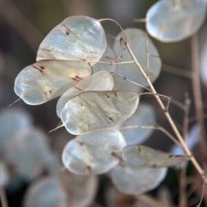 TomorrowSeeds - Money Plant Seeds - 150+ Count Packet - Non GMO USA Lunaria Annual Honesty Silver Dollar Plant Wildflower Garden Flower