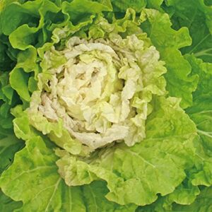 chinese cabbage seeds – kogane – 3 g packet ~864 seeds – non-gmo, heirloom – asian garden vegetable & microgreens