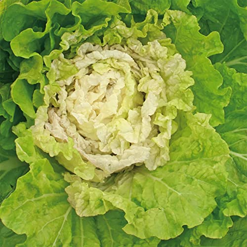 Chinese Cabbage Seeds - Kogane - 3 g Packet ~864 Seeds - Non-GMO, Heirloom - Asian Garden Vegetable & Microgreens