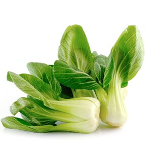 cabbage seeds – pak choi – little shanghai – hybrid – 2 g packet ~288 seeds – non-gmo, f1 hybrid – asian garden vegetable