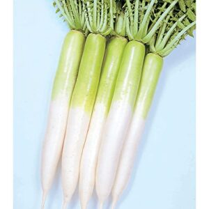 radish seeds – miyashige green neck – 3 g packet ~300 seeds – non-gmo, heirloom – asian garden vegetable & microgreens
