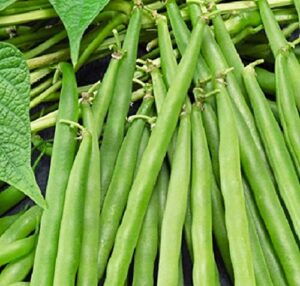25 greencrop bush bean seeds | non-gmo | heirloom | instant latch fresh garden seeds