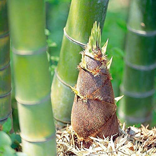 YEGAOL Garden Moso Bamboo Seeds 60Pcs Organic Non-GMO Evergreen Ornamental Fast Growing Tall Backyard Plant