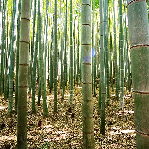 YEGAOL Garden Moso Bamboo Seeds 60Pcs Organic Non-GMO Evergreen Ornamental Fast Growing Tall Backyard Plant