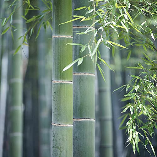 YEGAOL Garden Moso Bamboo Seeds 60Pcs Organic Non-GMO Evergreen Ornamental Fast Growing Tall Backyard Plant