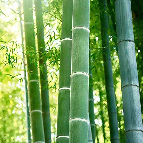 YEGAOL Garden Moso Bamboo Seeds 60Pcs Organic Non-GMO Evergreen Ornamental Fast Growing Tall Backyard Plant