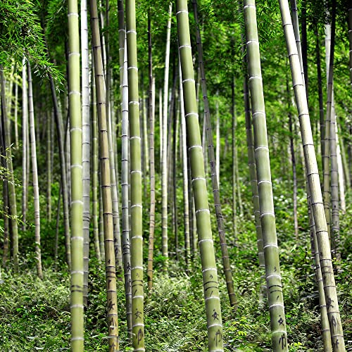 YEGAOL Garden Moso Bamboo Seeds 60Pcs Organic Non-GMO Evergreen Ornamental Fast Growing Tall Backyard Plant