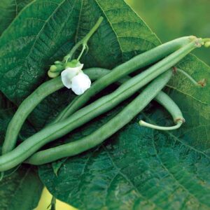 20+ Blue Lake 274 Bush Bean Seeds for Planting Heirloom Non GMO 7 Grams of Seeds Garden Vegetable Bulk Survival