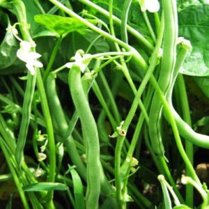 20+ Blue Lake 274 Bush Bean Seeds for Planting Heirloom Non GMO 7 Grams of Seeds Garden Vegetable Bulk Survival