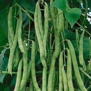 20+ Blue Lake 274 Bush Bean Seeds for Planting Heirloom Non GMO 7 Grams of Seeds Garden Vegetable Bulk Survival